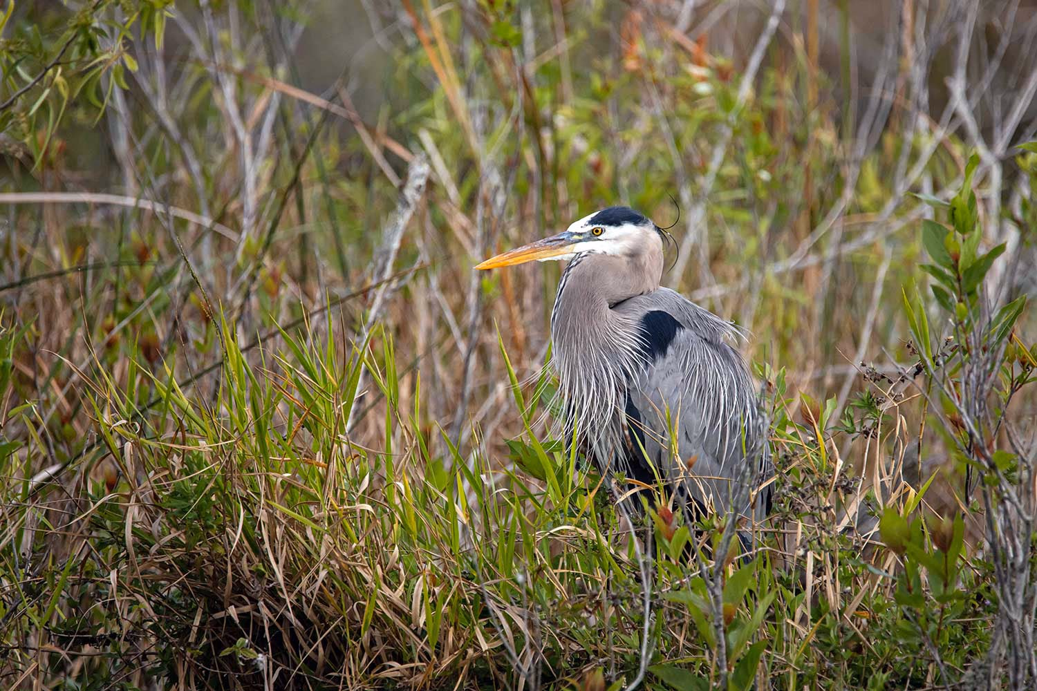Photo of a blue heron in grass at Everglades National Park