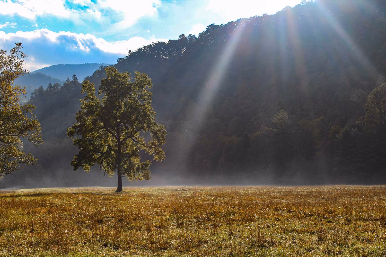 Photo of mist through trees at Great Smoky Mountains National Park