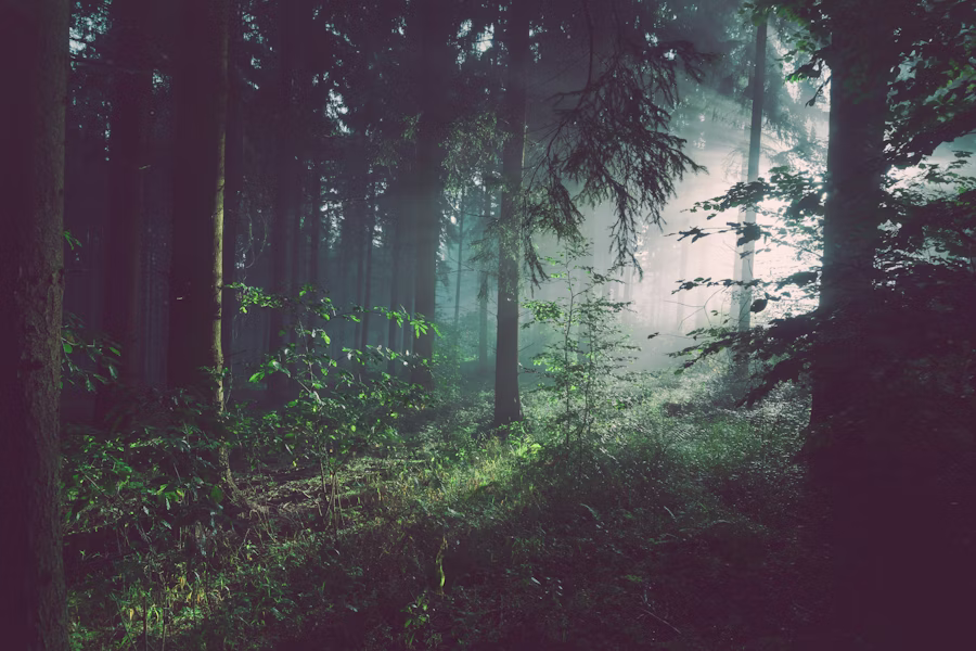 Misty rainforest trees