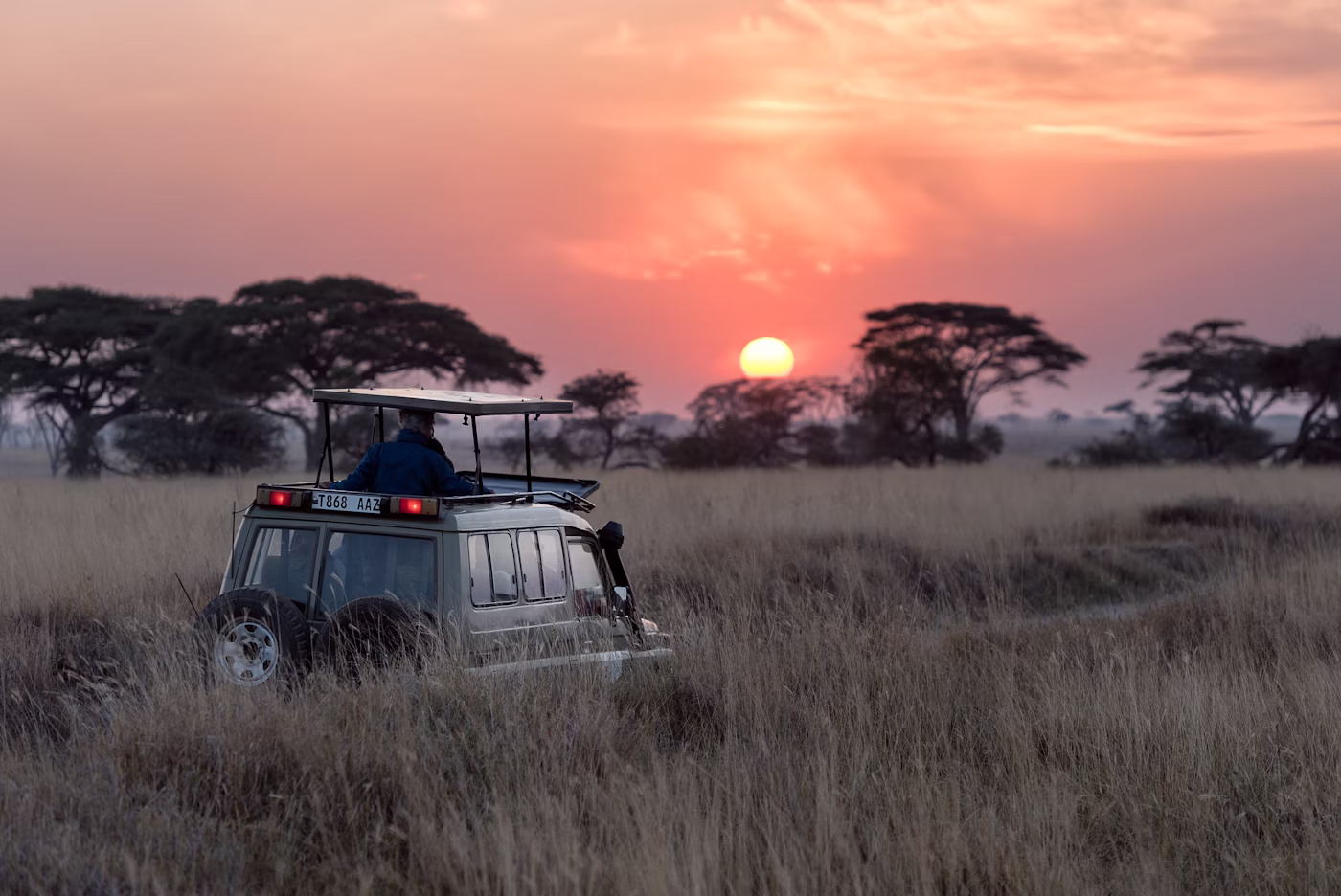 Wildlife at sunset in tall grass
