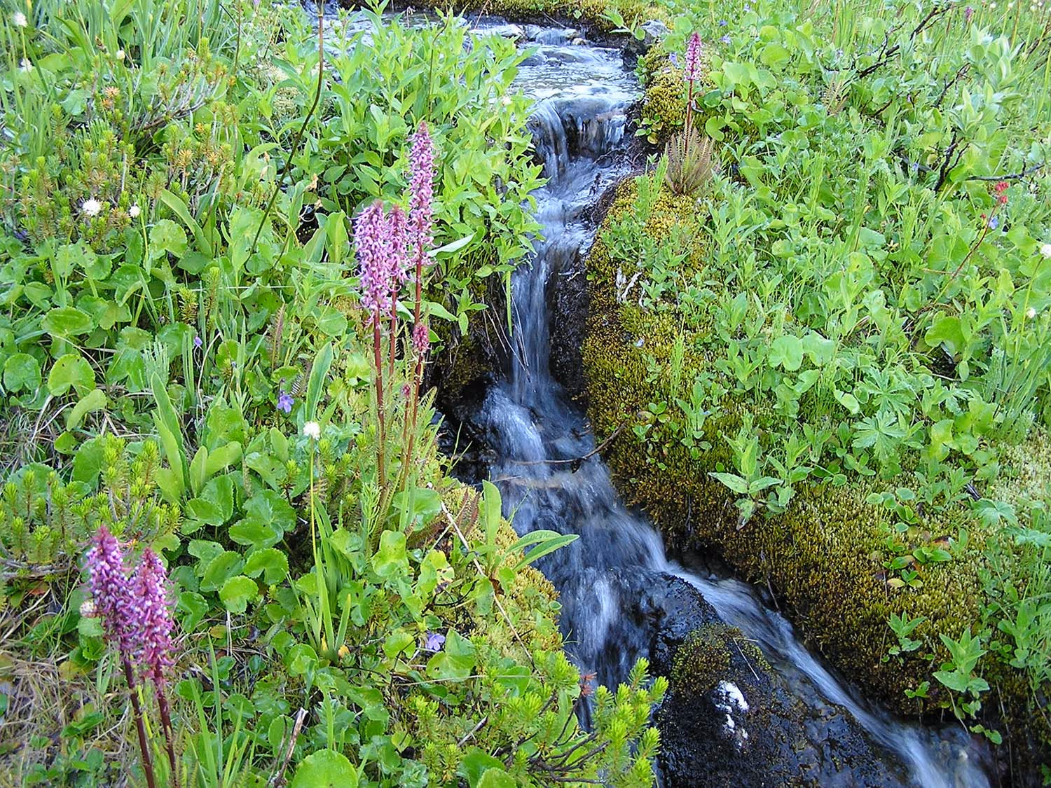 Photo of a river running through spring wildflowers at Olympic National Park
